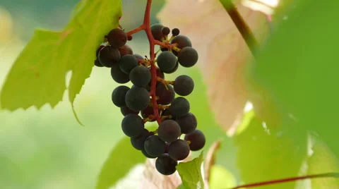 Close-up of bunch of black grapes, Full HD footage Video stock 67239436
