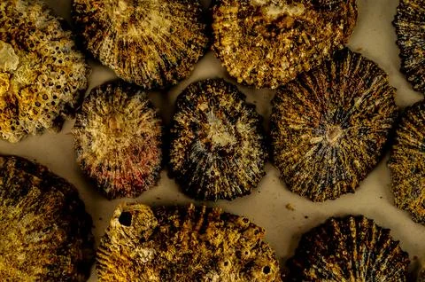 A close up of a bunch of brown shells Stock Photos