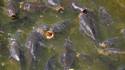 Close up of a bunch of carps  Stock Footage 246454583