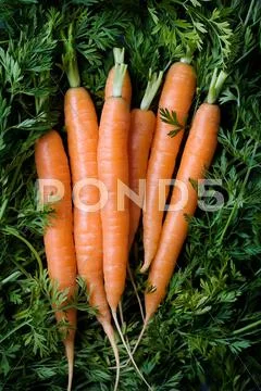Close Up Of Bunch Of Carrots