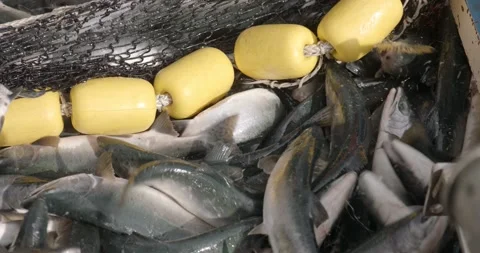Close Up, Bunch of Caught Salmon Fish Twitching in Fishing Net, Slow Motion Video stock 145538196
