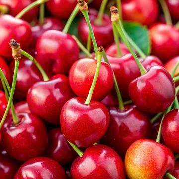 Close-up of a bunch of cherries with stems attached. Stock Photos