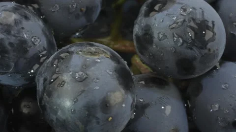Close up, Bunch of dark grapes with drops of water. Macro shot, Sideways Stock Footage 243181418