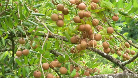 Close-Up Bunch Of Delicious Ripe Longan Fruits On Tree Branch Stock-Footage 337228625
