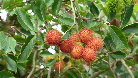 Close-Up Bunch Of Delicious Ripe Red Rambutan Fruits On Branch Stock Footage 337228713