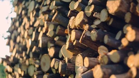Close-up of a bunch of firewood is covered by a web. Moving the focus Stockbeeldmateriaal 93713047