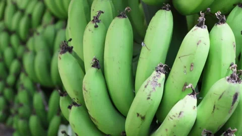 Close up of bunch fresh green bananas. Stock Footage 276896097
