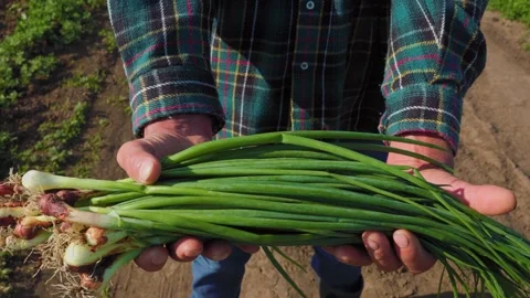 Close up of a bunch of fresh onions in the hands of a farmer. Stock Footage 264306234