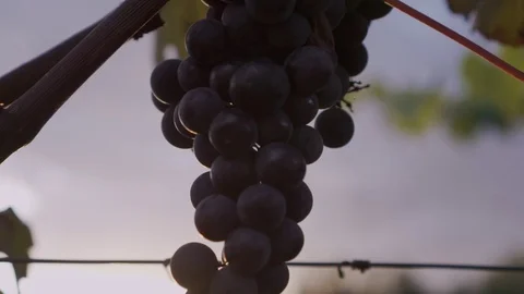 Close up of bunch of grape from bottom Video stock 80020782