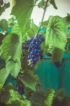 Close up bunch of grape in the garden Stock Photos