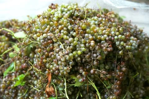 Close-up of a bunch of grapes, background . Close-up of a bunch of grapes Foto stock