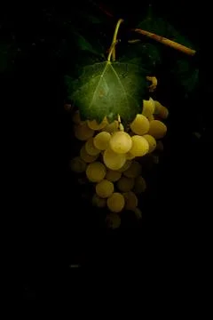 Close-up of a bunch of grapes with a grape leaf Stock Photos