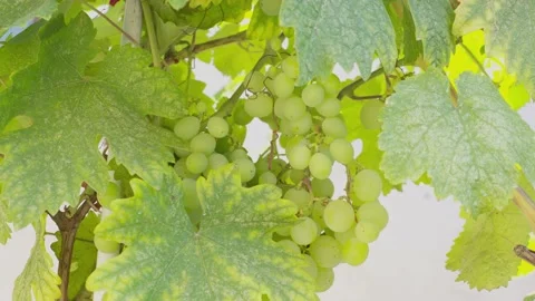 Close-up of a bunch of grapes. It's a sunny day in the vineyard. 스톡 동영상 203999280