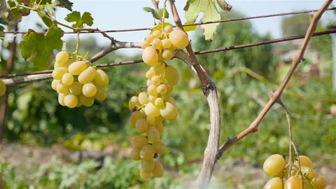 Close-up of a bunch of grapes. Large vineyard. Girl passes by Stock Footage 101640678