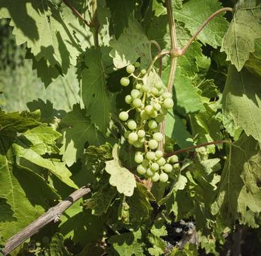 Close-up of a bunch of grapes. Stock Photos