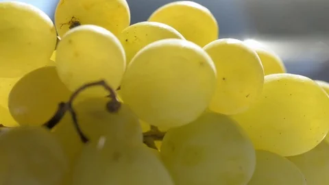 Close up of bunch of grapes spinning. Seamless looping Stock Footage 78175502