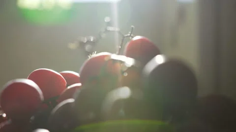 A close up of a bunch of grapes in the sunlight Stock Footage 104018263