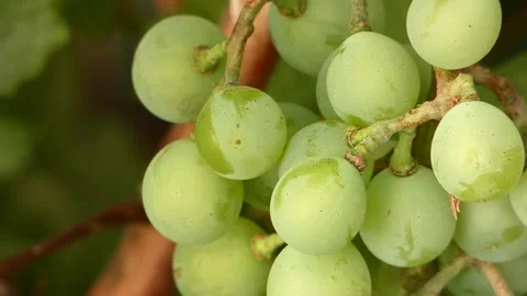Close-up of a bunch of grapes on the vine fruit, 스톡 동영상 159098897