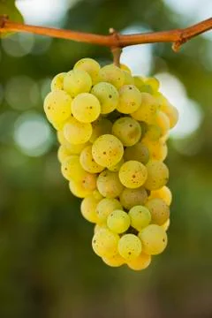 Close-up of a bunch of grapes for white winde in a vineyard Stock Photos