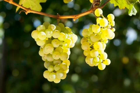 Close-up of a bunch of grapes for white winde in a vineyard Фото