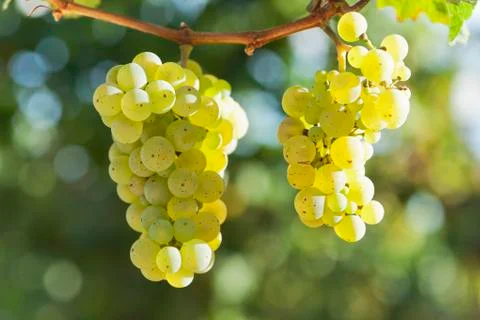 Close-up of a bunch of grapes for white winde in a vineyard 写真素材