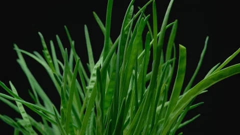 Close-up, a bunch of green bow in black background in turning motion Stock Footage 188082534