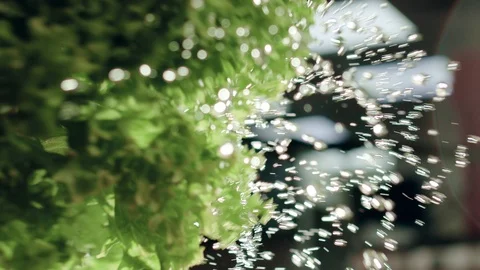 Close-up of bunch of green lettuce shake off water. Video in slow motion in 4K Stock Footage 111705131