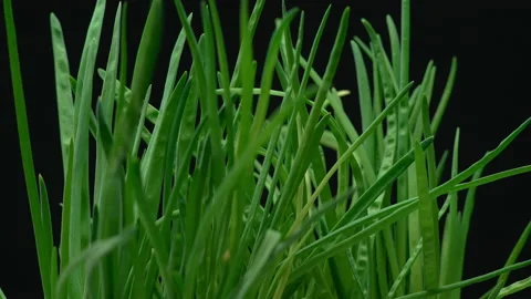 Close-up, a bunch of green onions on a black background in turning motion Stock Footage 187192520