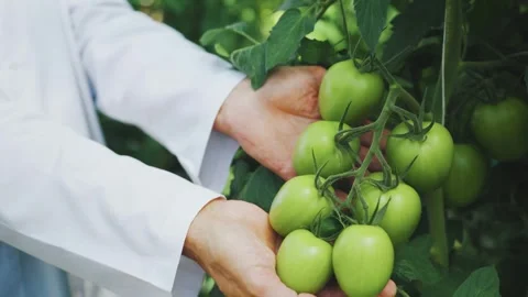 Close-up a bunch of green tomatoes in the hands of a botanist. Hand of a Stock Footage 285598339
