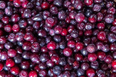 A close up of a bunch of huckleberries Stock Photos