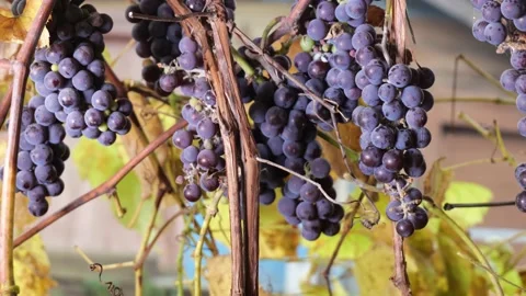 Close-up of a bunch of isabella grapes on a bed of grapes Stock Footage 221430541