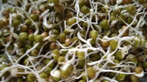 Close up of a bunch of leaven green sprouted beans Stock Footage 136832784