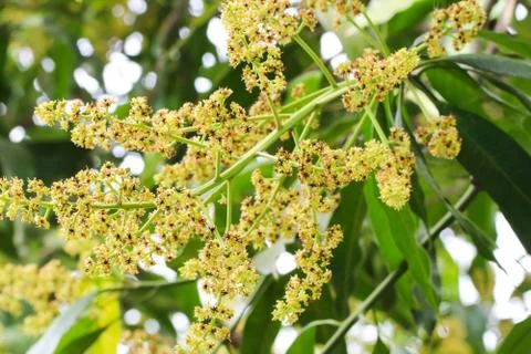 Close up Bunch of mango flowers on tree Stock Photos