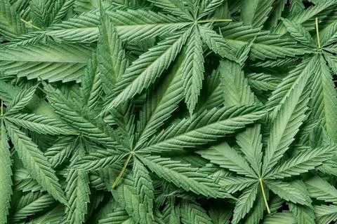 Close up of a bunch of marijuana leaves Stock Illustration