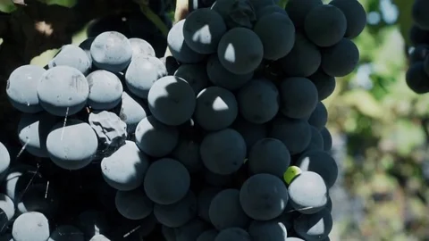 Close up of a bunch of Merlot grape Stock Footage 79963277