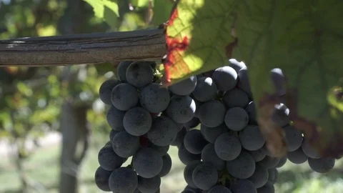 Close up of a bunch of Merlot grape Stock Footage 79968407