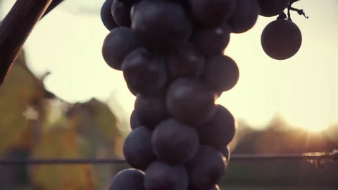 Close up of a bunch of Merlot grape at sunset Vidéo 79968120
