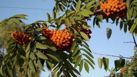 Close-up, a bunch of orange Rowan hanging on a green branch against the blue sky Video stock 95694816