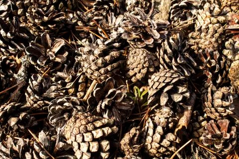 Close up of a bunch of pine cones Stock Photos