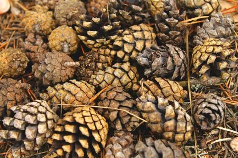 Close up of a bunch of pine cones Stock Photos