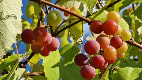 Close-up of bunch of pink grapes on the vineyard Vídeo Stock 344812818