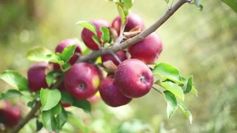 Close-up bunch of red apples ,horizontal 4k footage Stock Footage 211164928