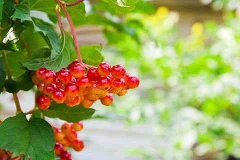 Close up of bunch of red berries of a Guelder rose or Viburnum opulus shrub. Stock Photos