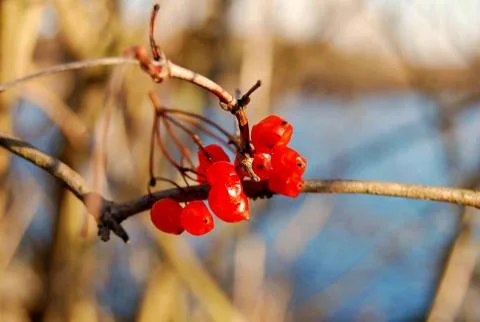 Close up of a bunch of Red Berries Stock Photos