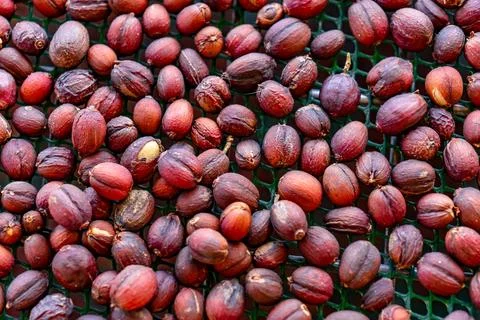 A close up of a bunch of red coffee beans drying on a sieve. Stock Photos