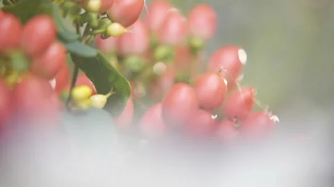 A close up of a bunch of red flowers with a blurry background Stock Footage 297770747