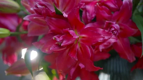 A close up of a bunch of red flowers with a bright sun shining on them Stock Footage 297775490