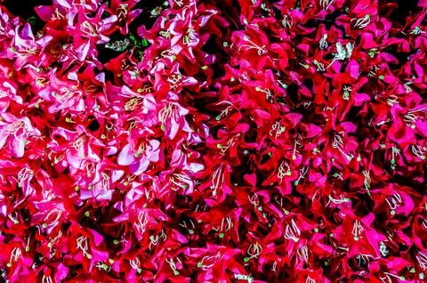A close up of a bunch of red flowers Stock Photos
