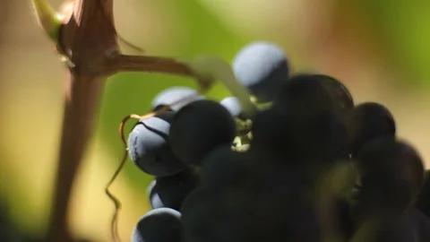 Close-up the Bunch of Red Grapes (Macro Shot) Stock Footage 104889428