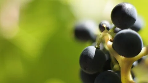 Close-Up The Bunch Of Red Grapes (Macro Shot) Stock Footage 104936968